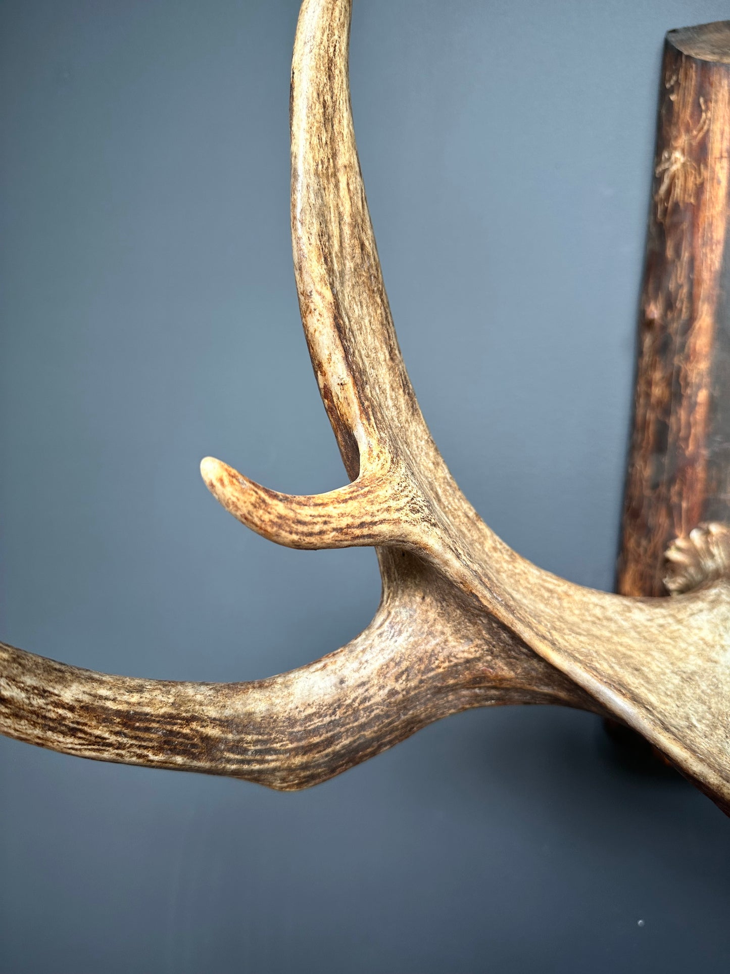 Authentic Northwestern Moose Antler Coat Rack