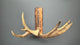 Authentic Northwestern Moose Antler Coat Rack