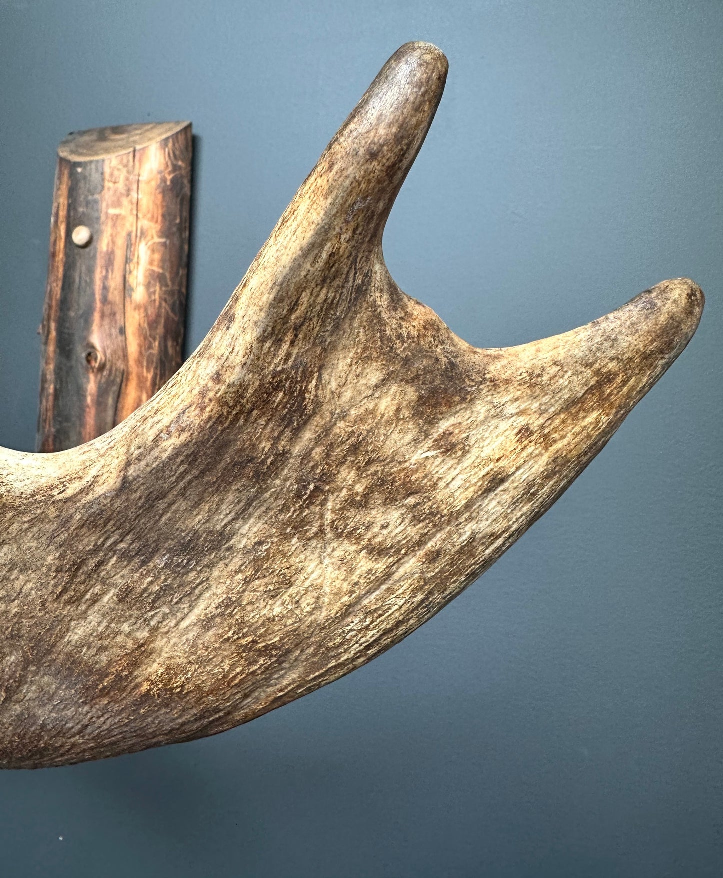 Authentic Northwestern Moose Antler Coat Rack