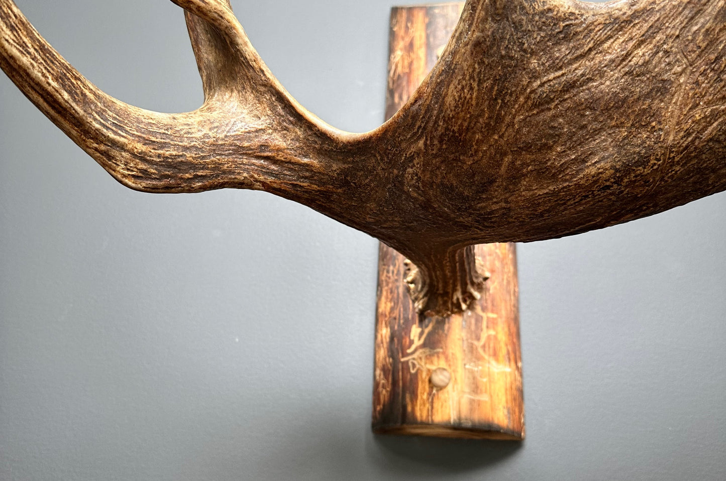 Authentic Northwestern Moose Antler Coat Rack
