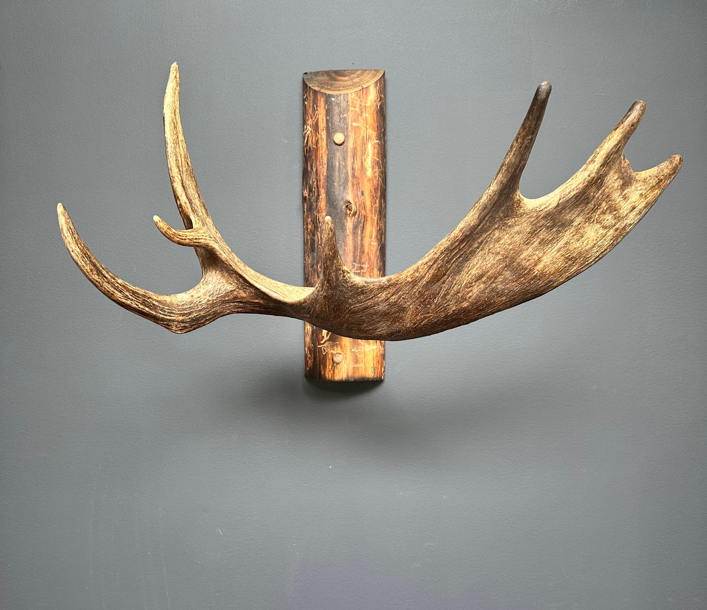 Authentic Northwestern Moose Antler Coat Rack
