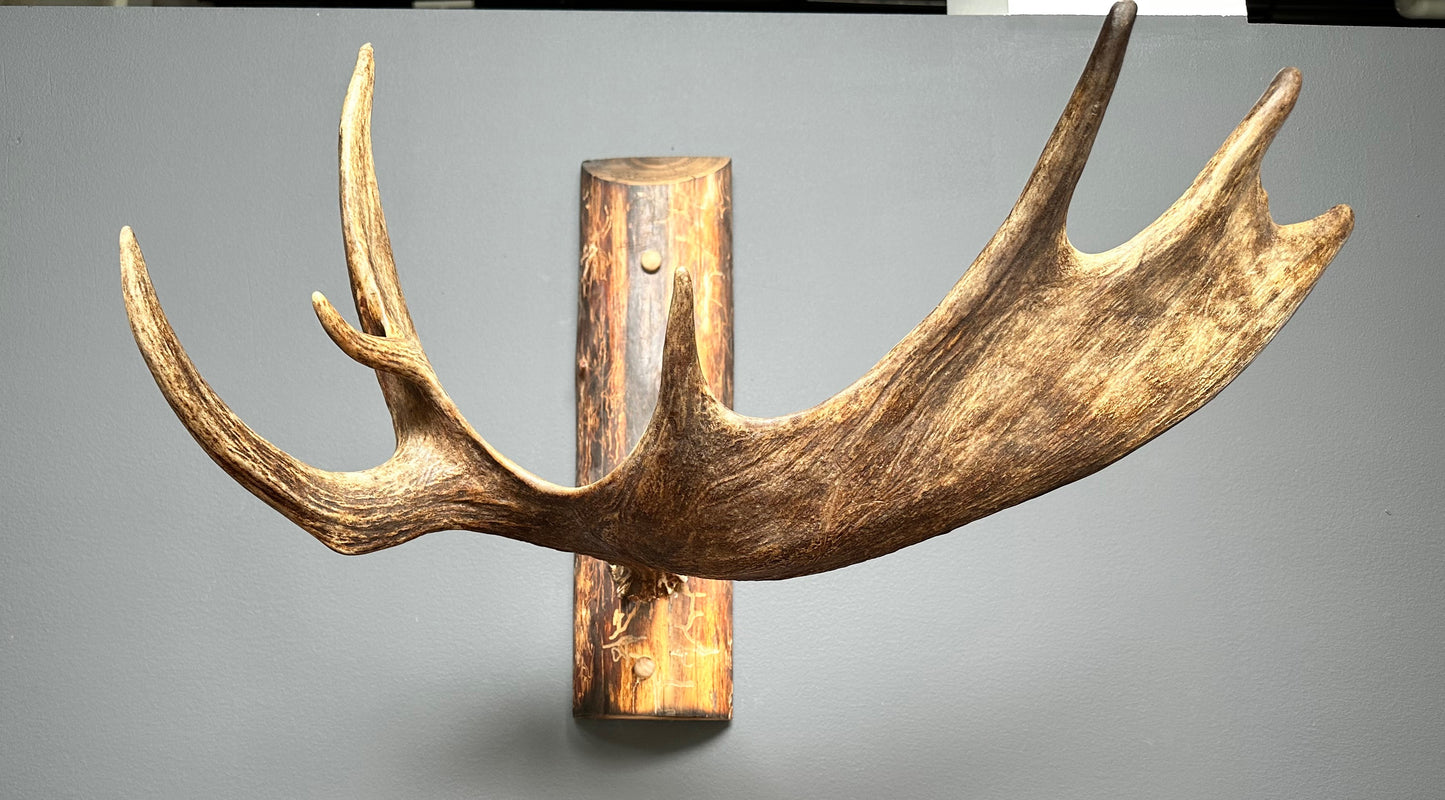 Authentic Northwestern Moose Antler Coat Rack