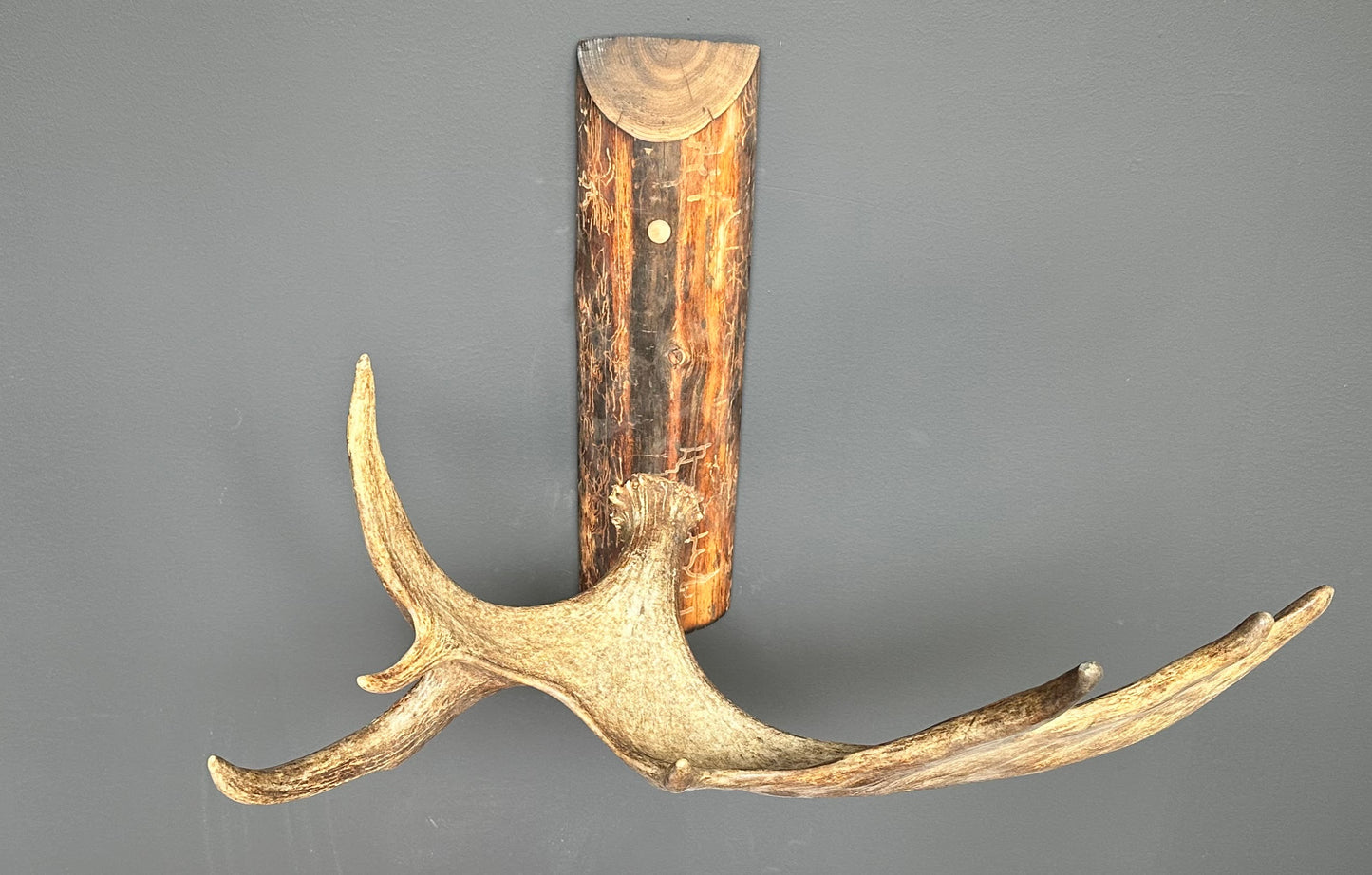 Authentic Northwestern Moose Antler Coat Rack