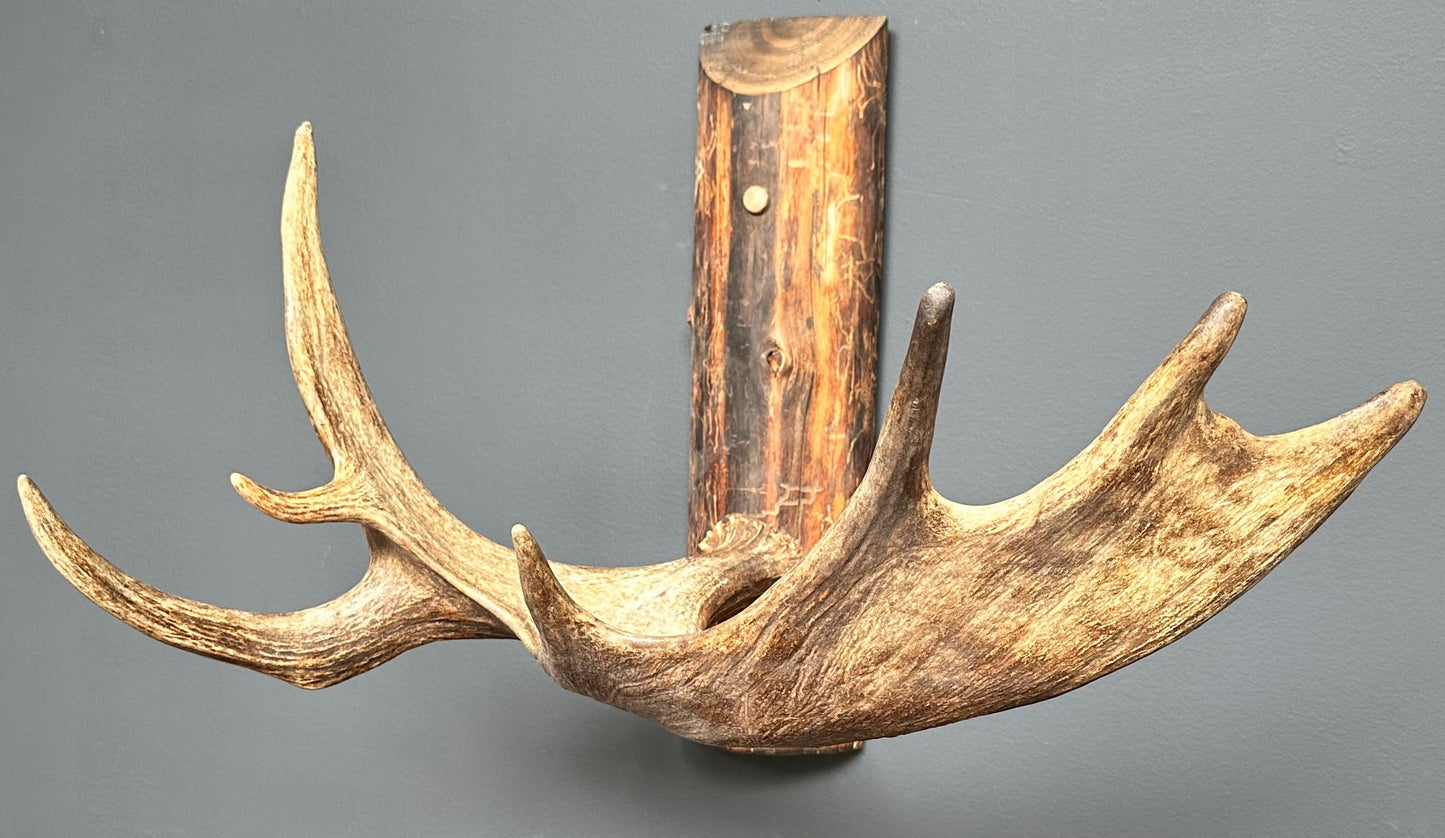 Authentic Northwestern Moose Antler Coat Rack