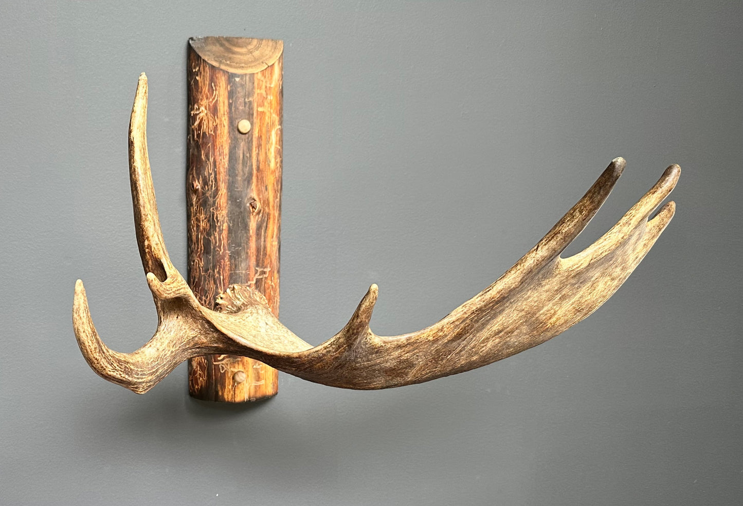 Authentic Northwestern Moose Antler Coat Rack