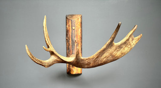 Authentic Northwestern Moose Antler Coat Rack
